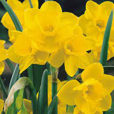 Daffodil Quail 50 bulb pk